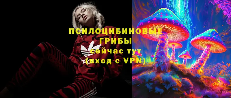 Псилоцибиновые грибы Psilocybe  купить   Сыктывкар 